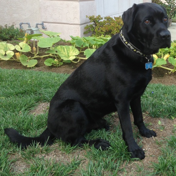 Meet your Posher Dude. - Picture 3 of 3